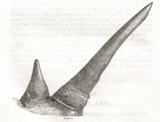 R. oswellii 1853