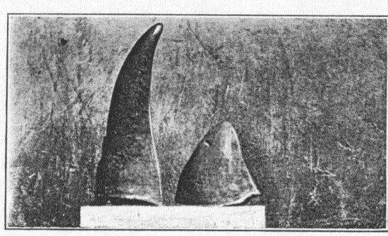 Kenya Horns