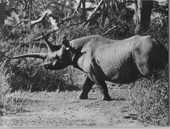 Kenya 1965