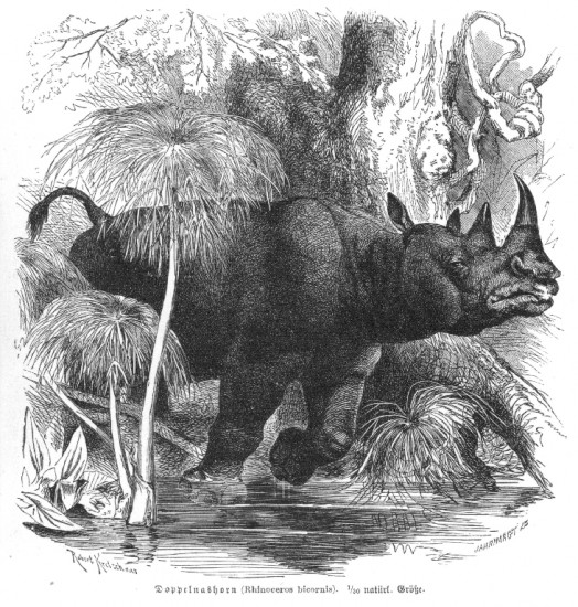 Brehm 1877 Two-horned rhino
