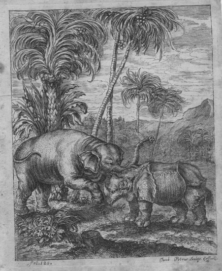 Petri 1723 Elephantographia