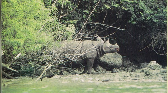 javan rhino