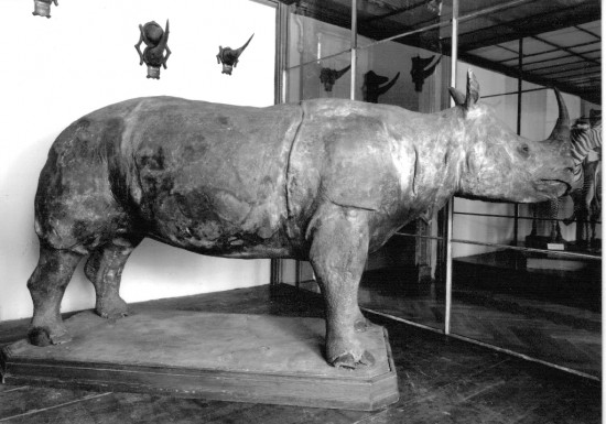 Schreyer's Rhino