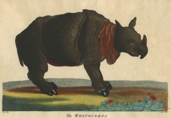Sibly 1794 Rhinoceros