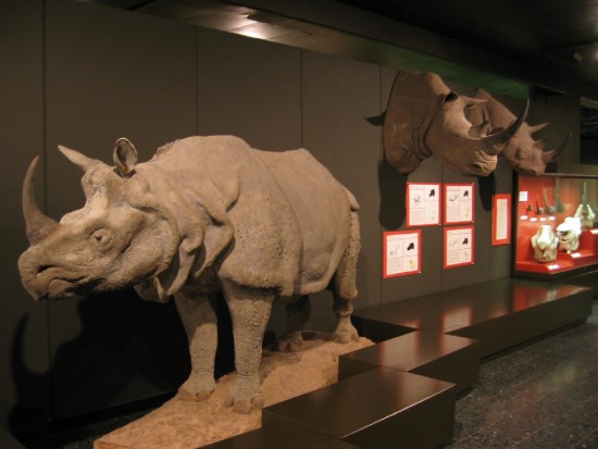 Mounted rhino