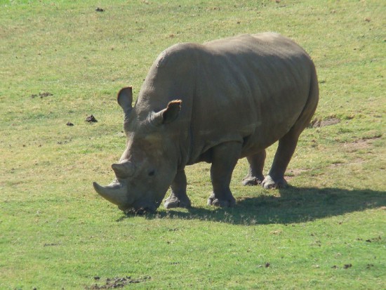 Northern White Rhino