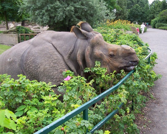 Indian Rhino Berlin