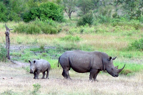 White Rhino Limpopo