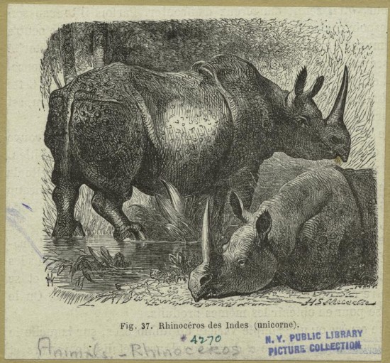Figuier 1869 Rhinoceros des Indes