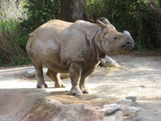 Indian Rhino Cincinnati