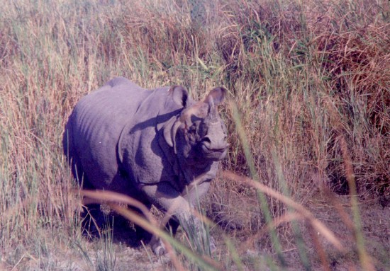 Indian Rhino Kaziranga