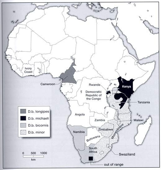 Black Rhino Distribution