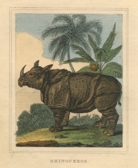 anonymous 1827 Javan rhino