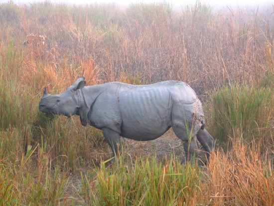 Indian Rhino; Assam