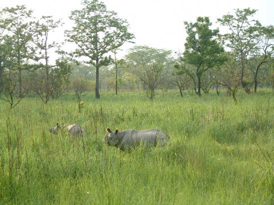 Indian Rhino, Chitwan