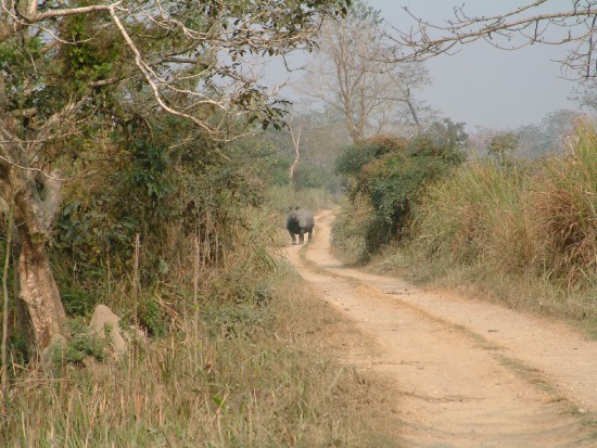 Indian Rhino, Assam