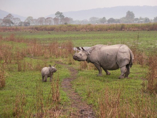 Indian Rhino, Kaziranga