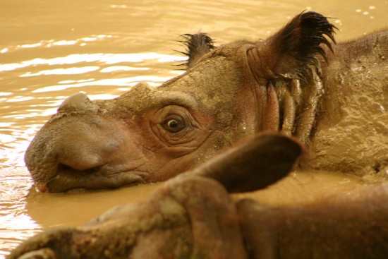 Sumatran Rhino: Suci