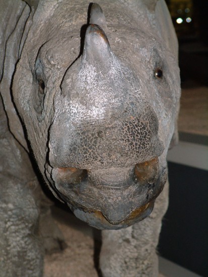 Sumatran Rhino Close up.