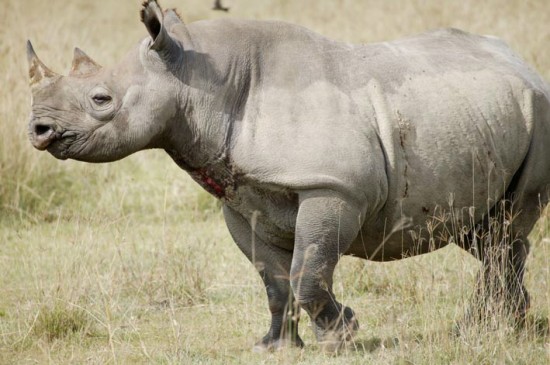 Black Rhino Nakuru