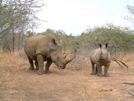 White Rhino Mkhaya