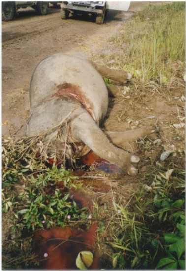 Sumatran Rhino poached.