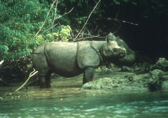 Javan Rhino, Ujung Kulon