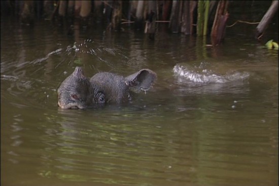 Bathing Javan Rhino