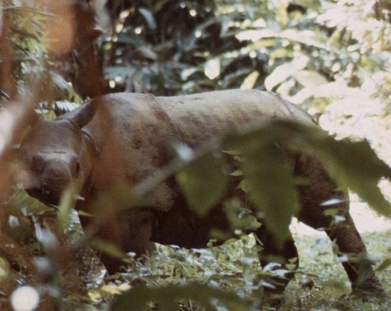 Javan Rhino, van Strien