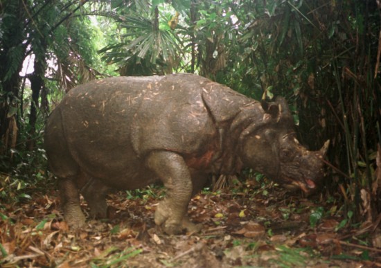 Ujung Kulon, Macho