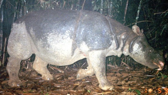 Javan Rhino Vietnam