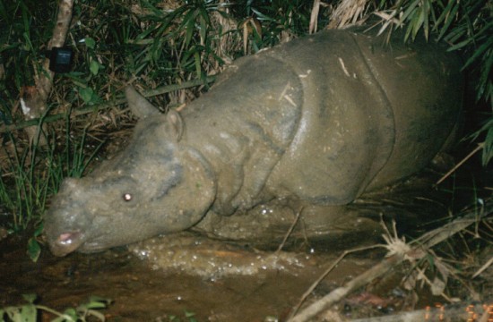 Javan Rhino camera trap