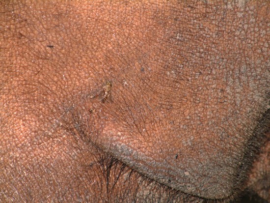 Rhino Skin (Sumatran)