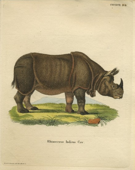 Rhinoceros Indicus Cuv.