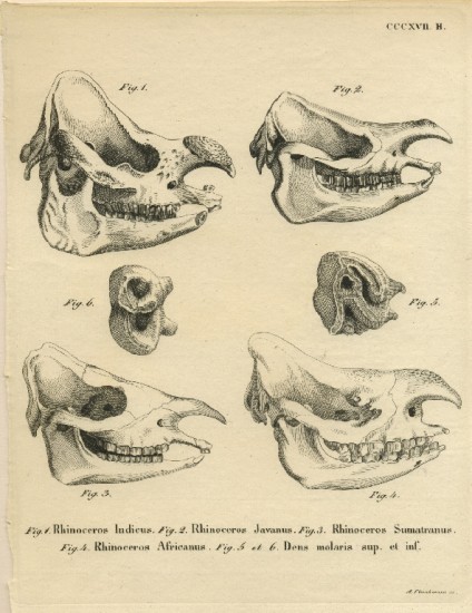 Skulls and dentition from Wagner