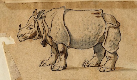 Catton's rhino