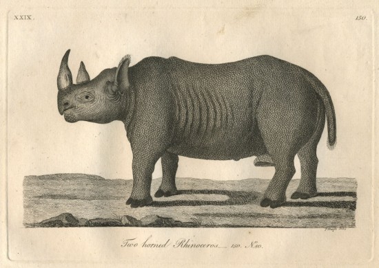 Pennant 1793 Rhino after Gordon
