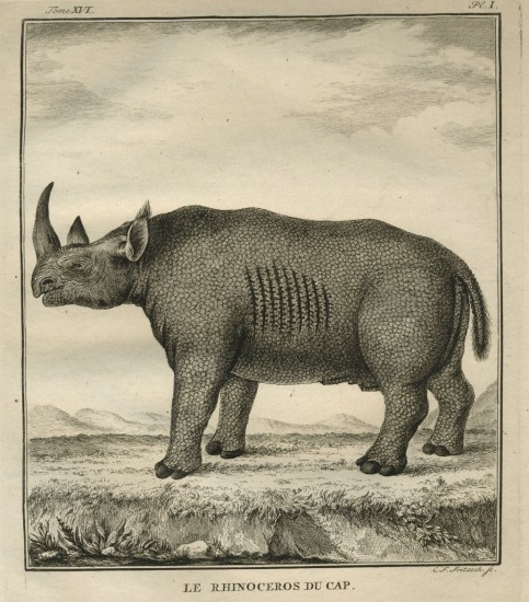 Gordon's black rhino