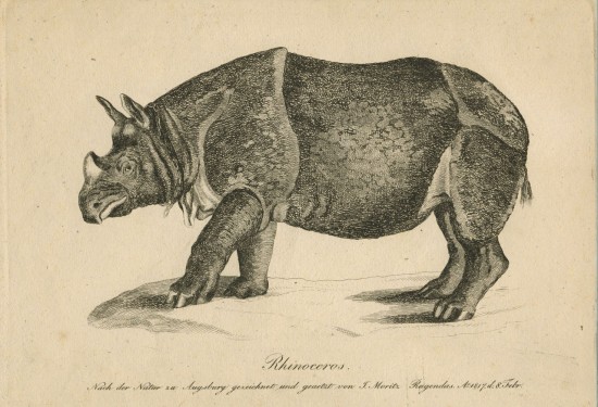 Tourniaire rhinoceros by Rugendas