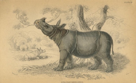 William Jardin Javan rhino