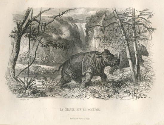 La chasse du rhinos