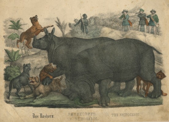 Hunting the Javan ? rhino