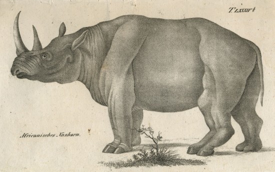 Keitloa rhino