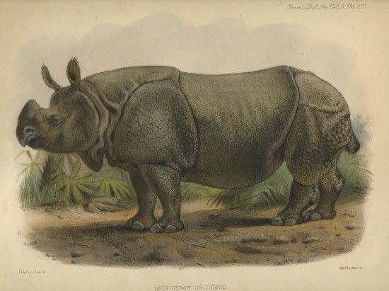 Sclater 1876 Unicornis by Wolf