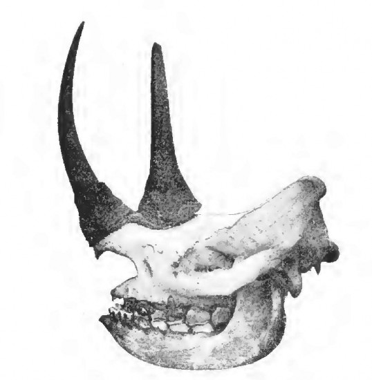 Black rhino skull