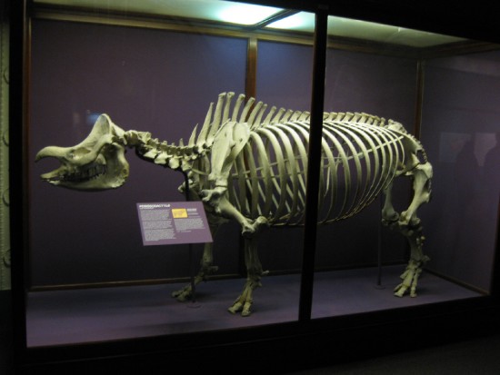 http://www.rhinoresourcecenter.com/pictures/l/1244128765/White-rhino-skeleton.jpg
