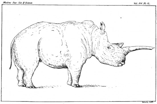 Rhinoceros oswelli
