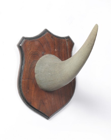 Horn trophy 1920