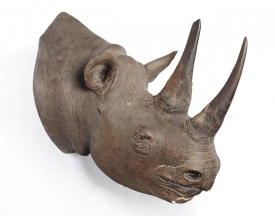 Black rhino 1920
