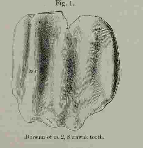 Sarawak tooth 01